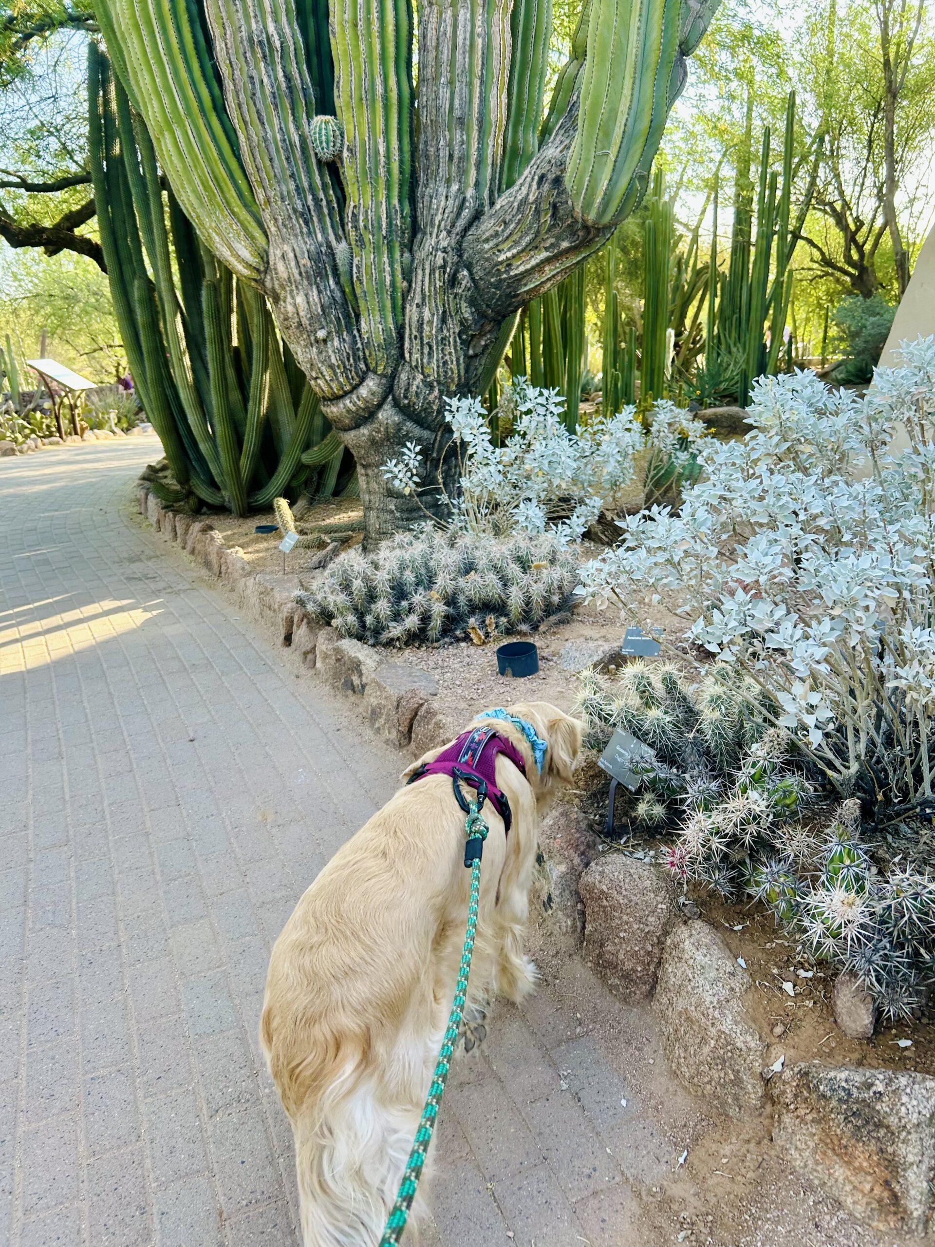 A golden retriever sniffs a cactus in the botanical garden